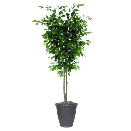 Dare2Decor 6 ft. Artificial Ficus Deluxe Tree in Round Brown Container, Green DA3269939